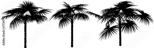 3 vector tropical palms and trees