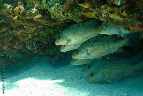 Scuba Diving