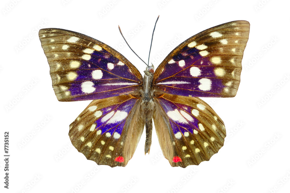 Naklejka premium Sasakia Charonda butterfly