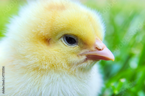 Chick on grass