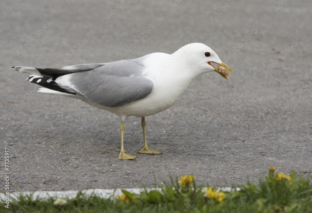 Common gull. Common gull.