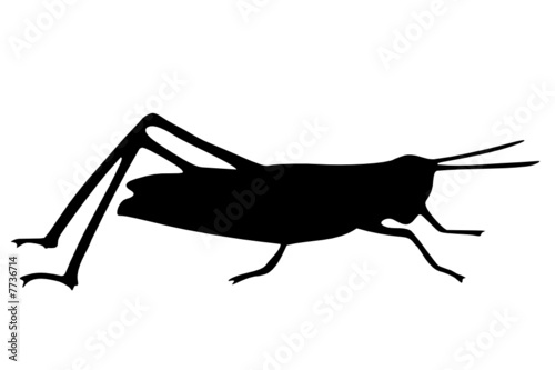 Grasshopper black