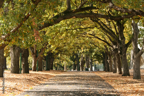 Walkway,  Carlton Gardens, Melbourne, Australia
