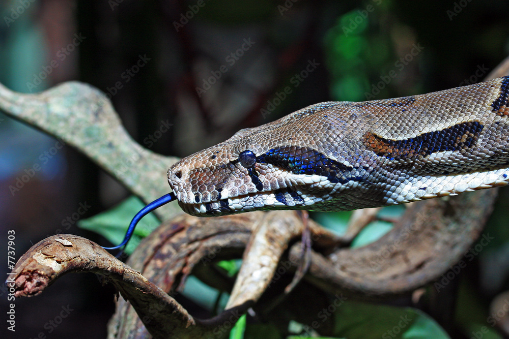 Fototapeta premium Schlange