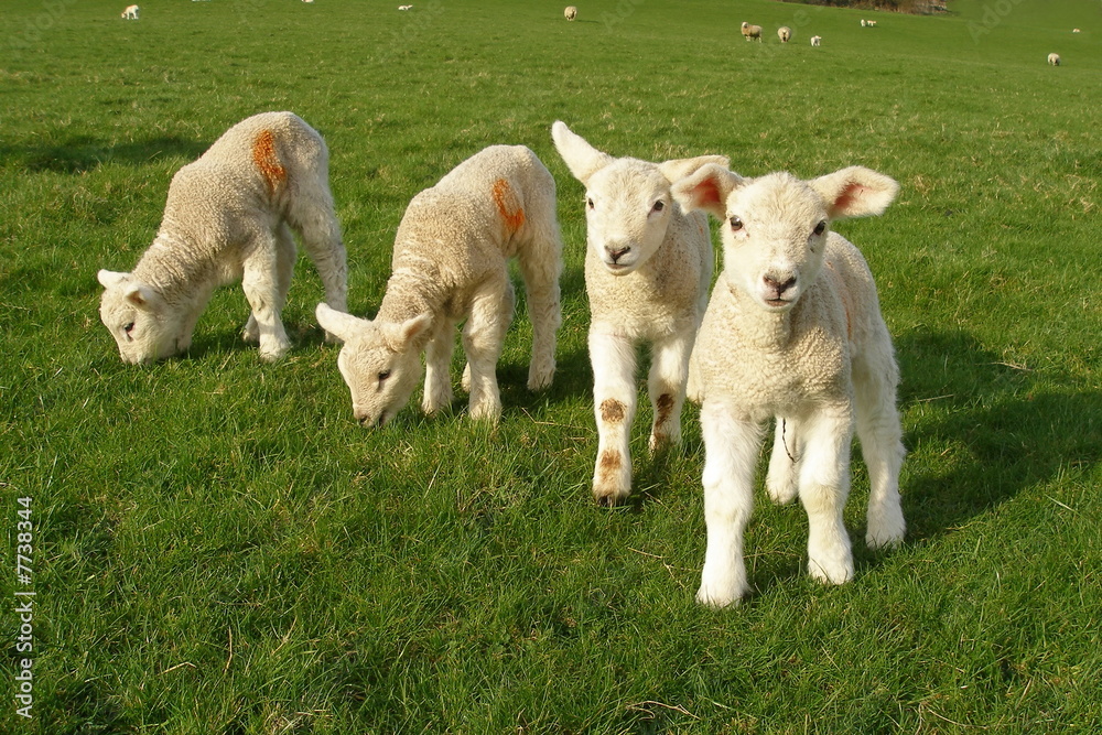 Spring Lambs Spring Lambs