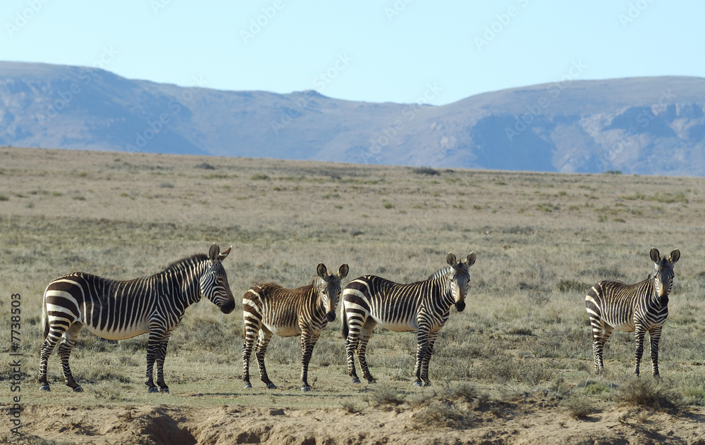 Fototapeta premium Group of Mountain zebras in south africa