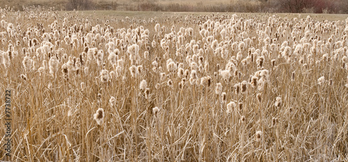 Field of Cattails Going to Seed