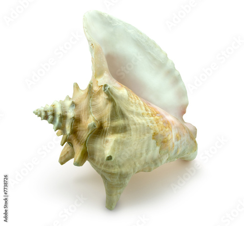 Conch Shell on White with Clipping Path