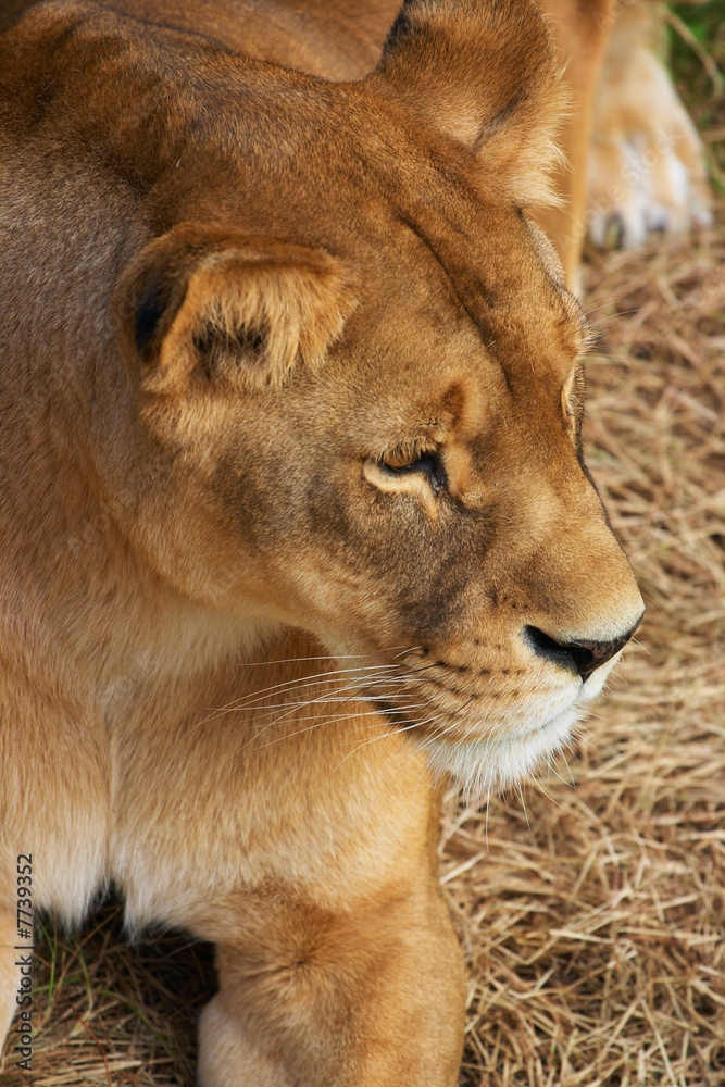 Obraz premium Portrait of Lioness