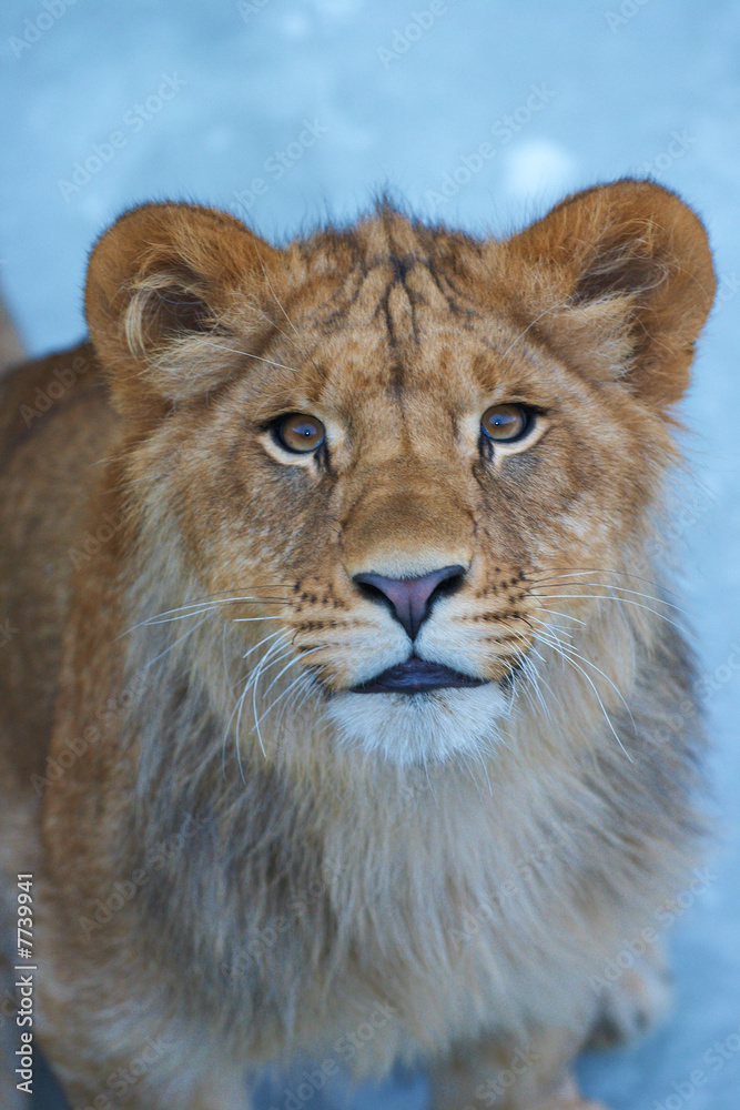 close-up of a cute lion cub
