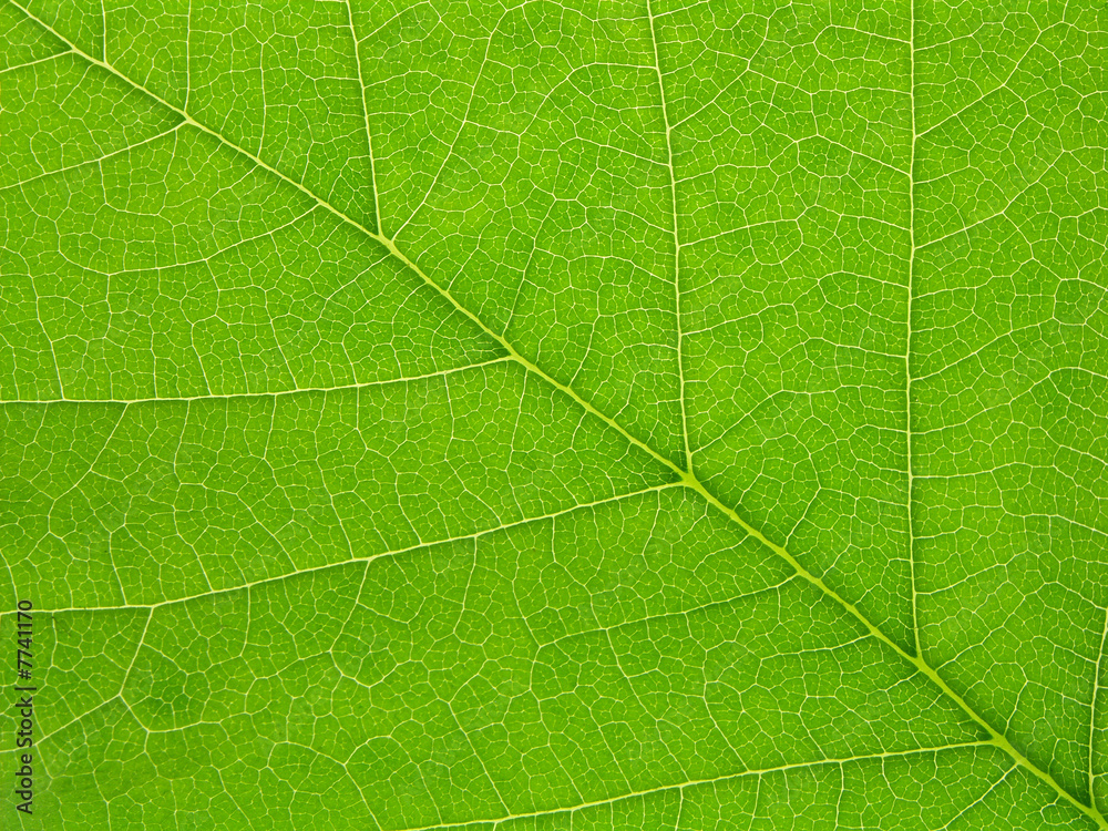 Green leaf blade closeup Green leaf blade closeup
