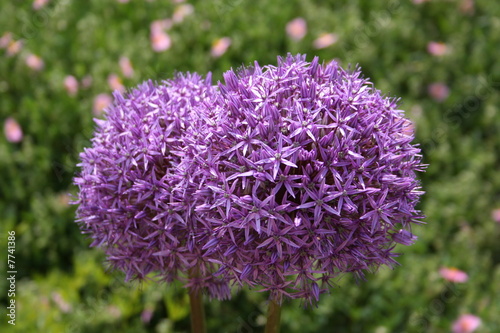 Tête d'ail