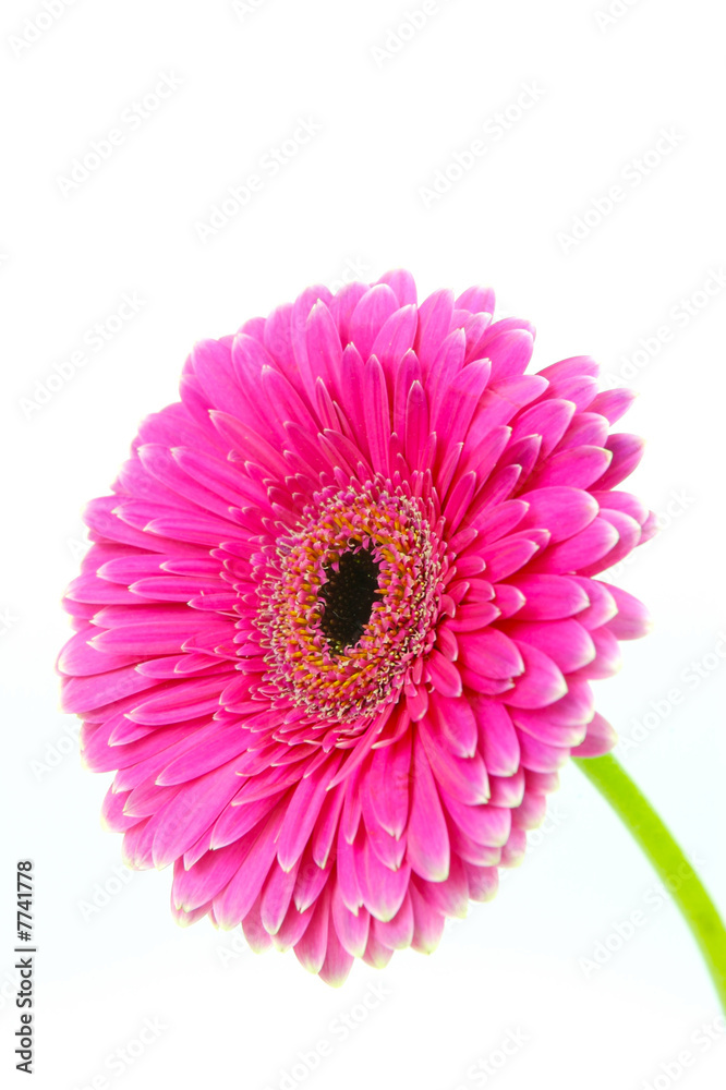 Pink Gerbera