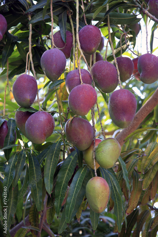 Mangue