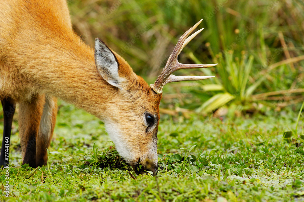 Naklejka premium Marsh Deer (Blastocerus dichotomus)