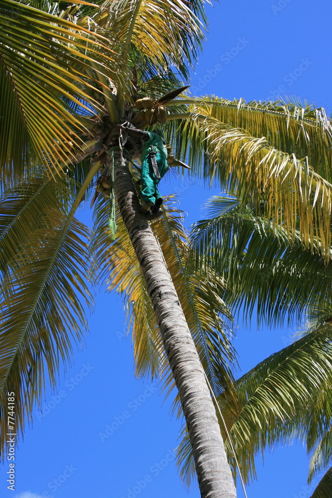 Fototapeta premium Entretien palmier