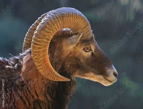 Mufflon