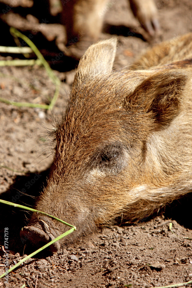 Wildschwein Wildschwein