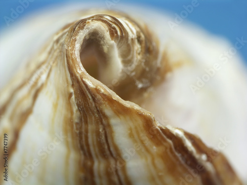 Seashell closeup
