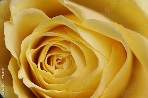 macro of the center of a rose