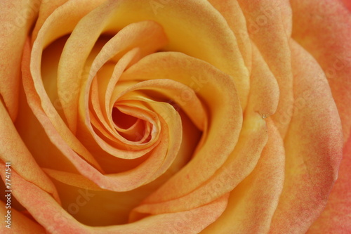 macro of the center of a rose