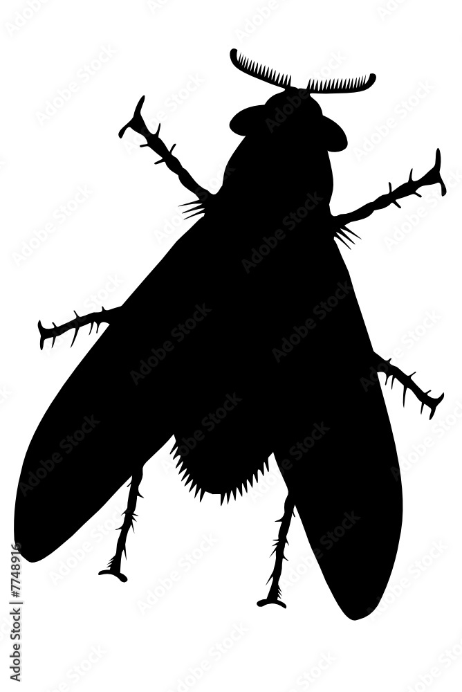 Fly one black Adobe Stock