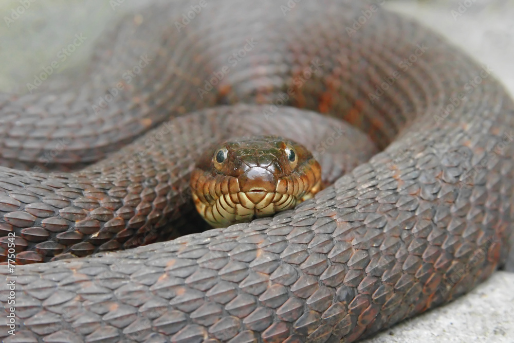 Northern Water Snake (nerodia sipedon) coiled to strike Northern Water Snake (nerodia sipedon) coiled to strike