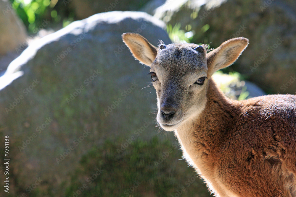 Obraz premium Mufflon