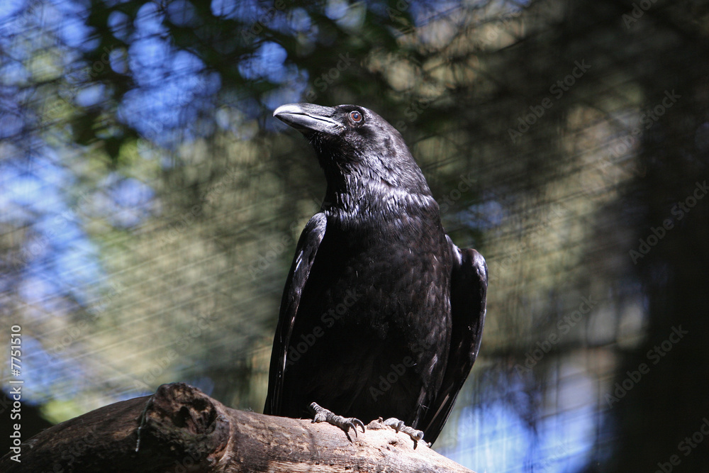 Fototapeta premium Kolkrabe
