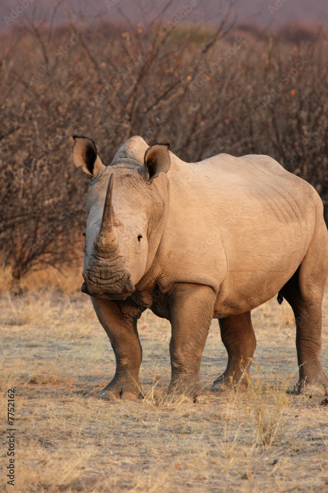 Fototapeta premium Breitmaulnashorn