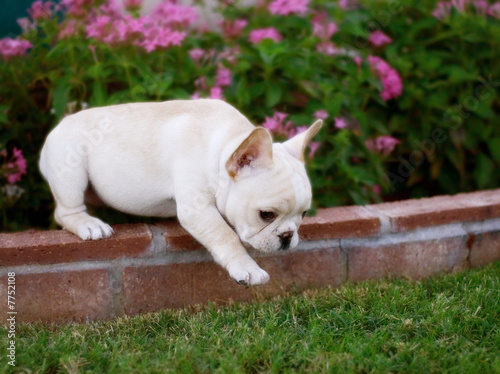 Adorable French Bulldog puppy taking one giant step.