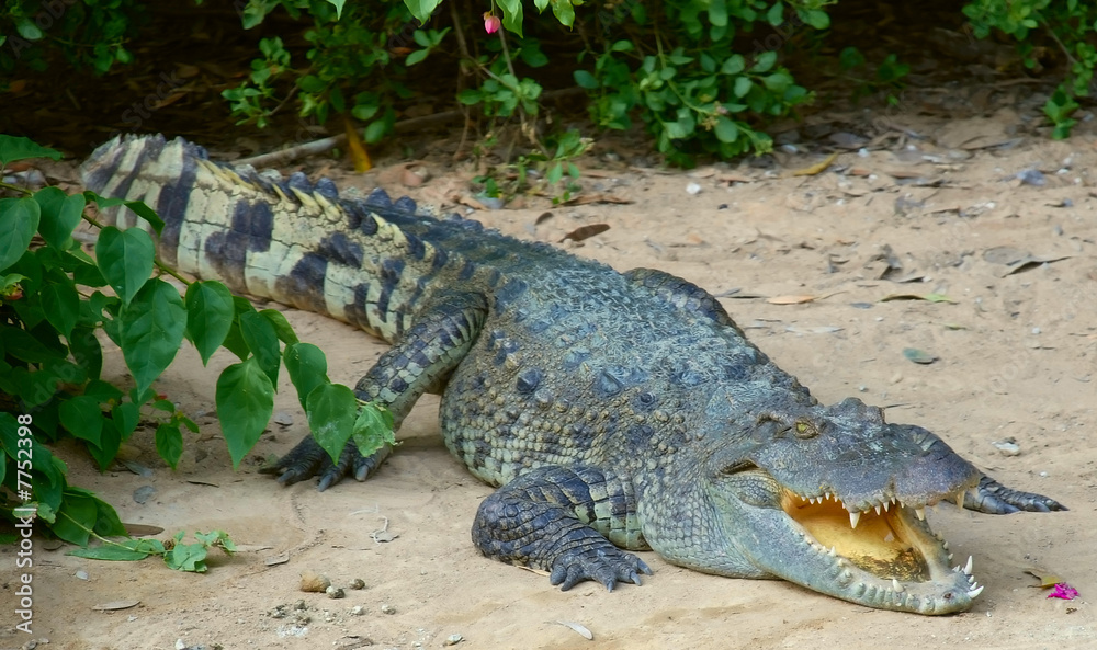 Fototapeta premium the crocodile