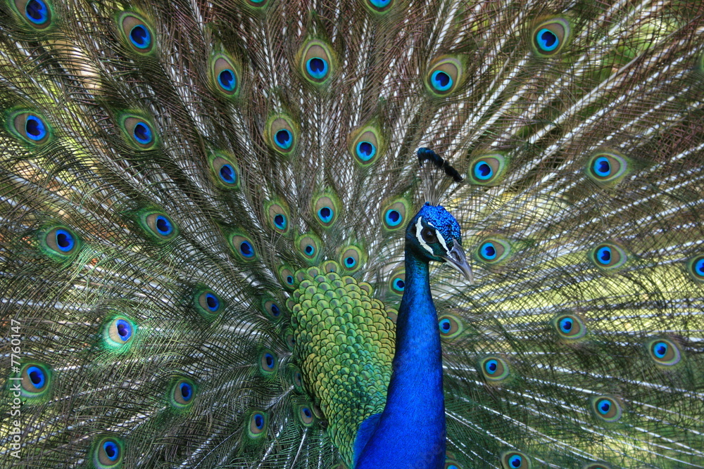 Obraz premium Parade de Paon