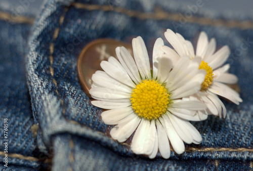 Gänseblümchen & Jeans photo