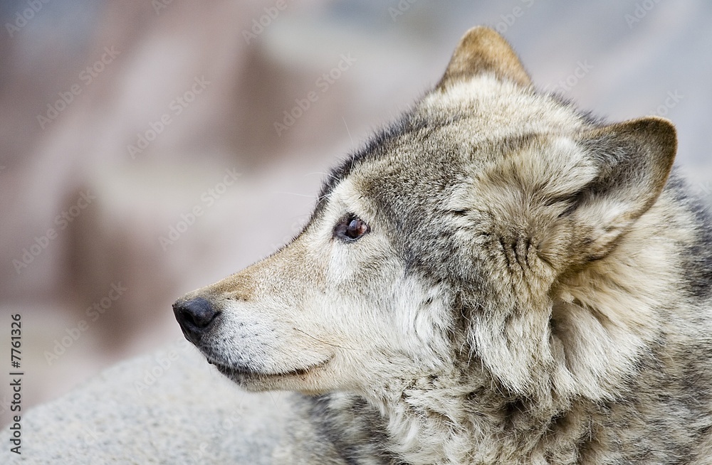 Obraz premium The wolf