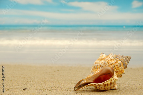 Conch shell on beach