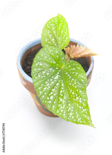 Angel Wing Begonia in Painted Pot on White