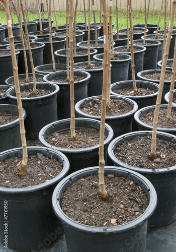 Rows of Trees in Black Pots at a Nursery