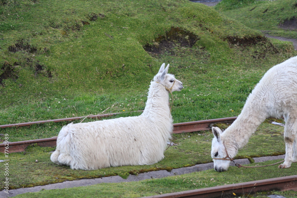 Fototapeta premium Lamas