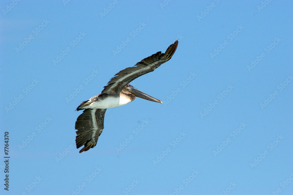 Obraz premium Pelikan im Flug