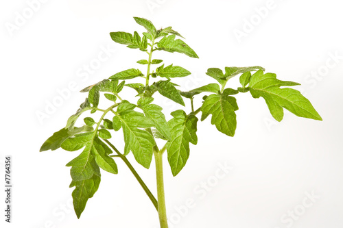 Tomatenpflanze, tomato plant photo