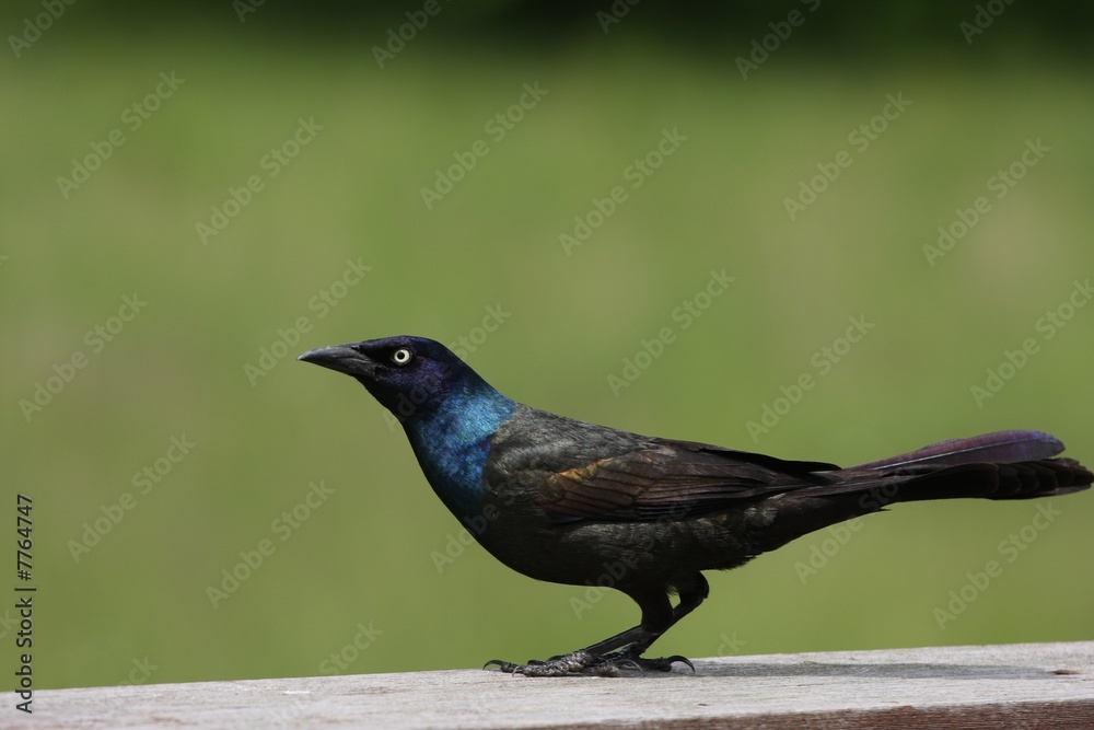 Fototapeta premium Common Grackle
