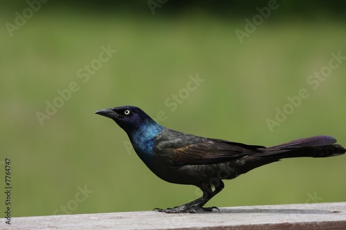 Common Grackle photo