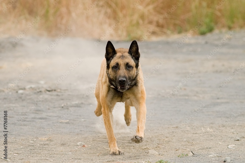 Malinois