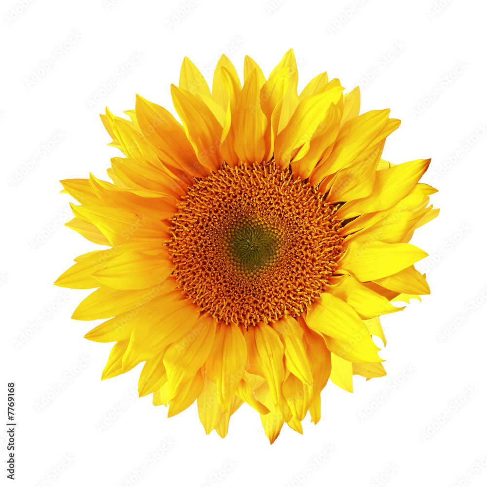 Fototapeta premium Isolated Single Sunflower on White