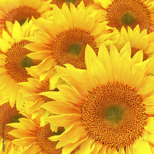 Fototapeta Naklejka Na Ścianę i Meble -  Sunflower Petals Up Close