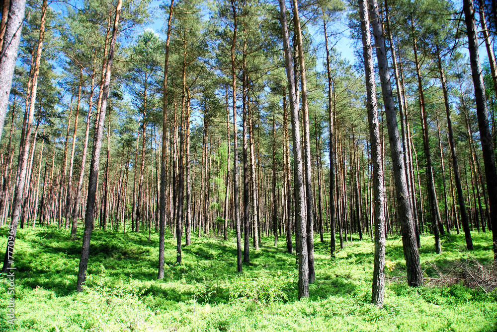 Fototapeta premium Heide_010