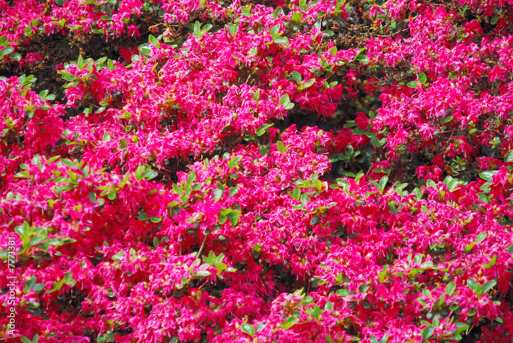 Blüten_001 Blüten_001