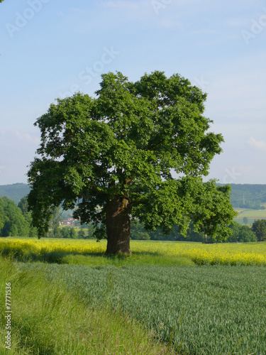 Alter Eichenbaum im Mai
