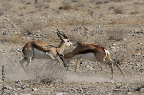 Kämpfende Springböcke im Etosha-Nationalpark, Namibia